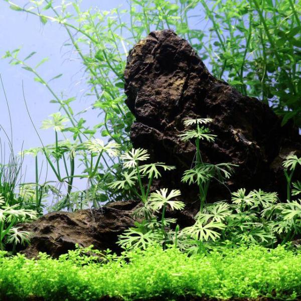 Rau má sừng hưu- Ranunculus Inundatus