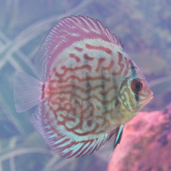 Red Turquoise Discus