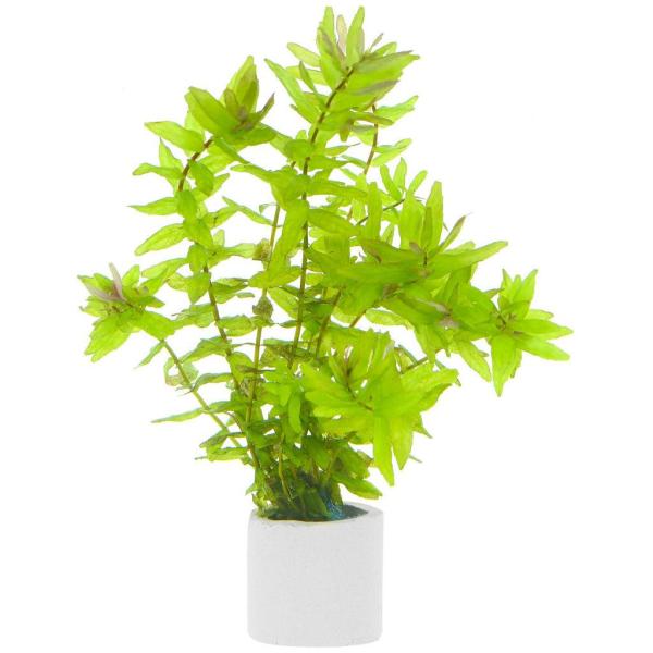 Thanh hồ điệp - Rotala Macrandra Green