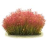Cây chỉ đỏ - Rotala Wallichii