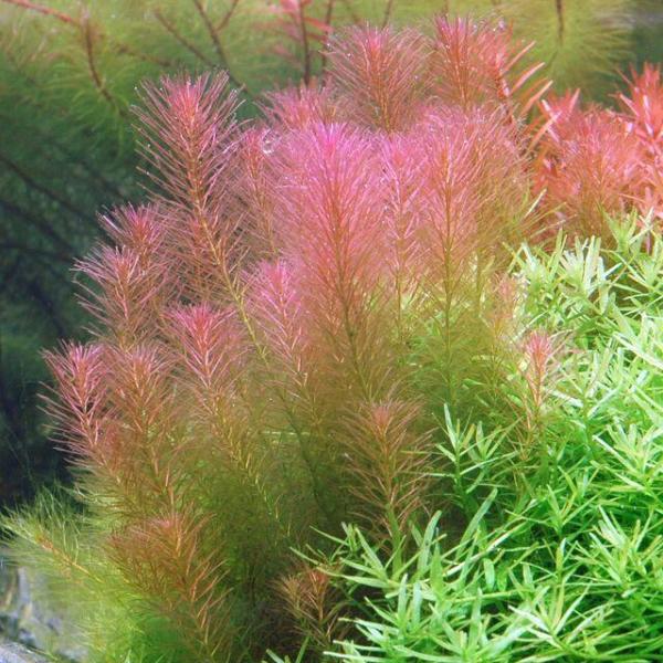 Cây chỉ đỏ - Rotala Wallichii
