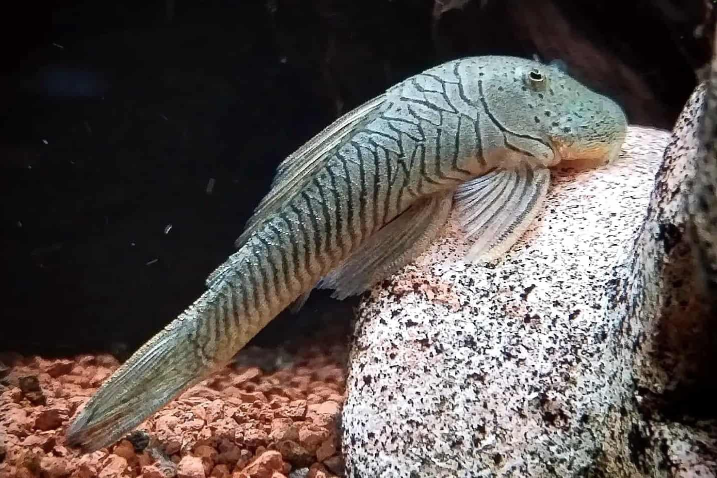 Rubber-Lip-Pleco-sucker-fish