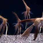 Smokey Chocolate Veil Angelfish