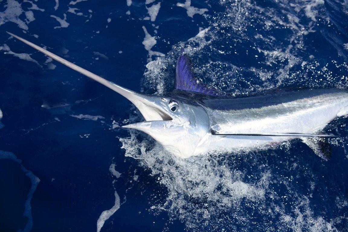 Swordfish