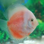 White Leopard Symphysodon Discus
