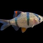 Cá ngũ sắc - Tiger Barb