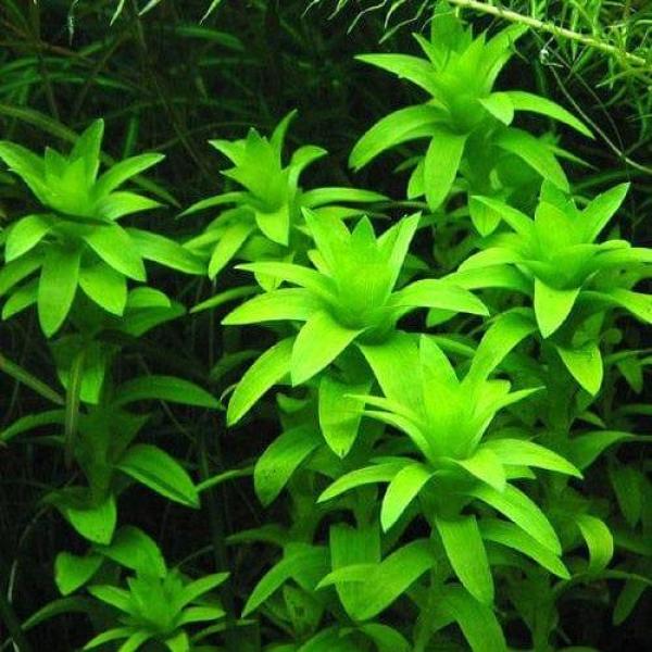 Cậy Tonina lá cứng - Tonina Fluviatilis