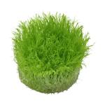 Cỏ giấy - Utricularia Graminifolia