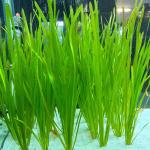 Cỏ cọp - Vallisneria Nana