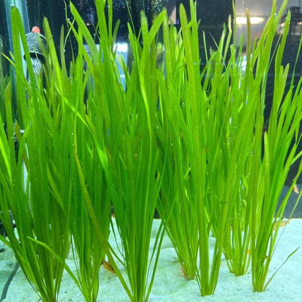 Cỏ cọp - Vallisneria Nana