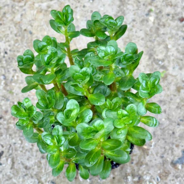 Vảy ốc xanh Ấn Độ - Rotala Indica