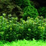Vảy ốc xanh Ấn Độ - Rotala Indica