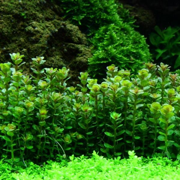 Vảy ốc xanh Ấn Độ - Rotala Indica
