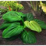 Trầu Iguazu - Echinodorus Iguazu