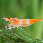 Tôm Rili cam - Orange Rili Shrimp