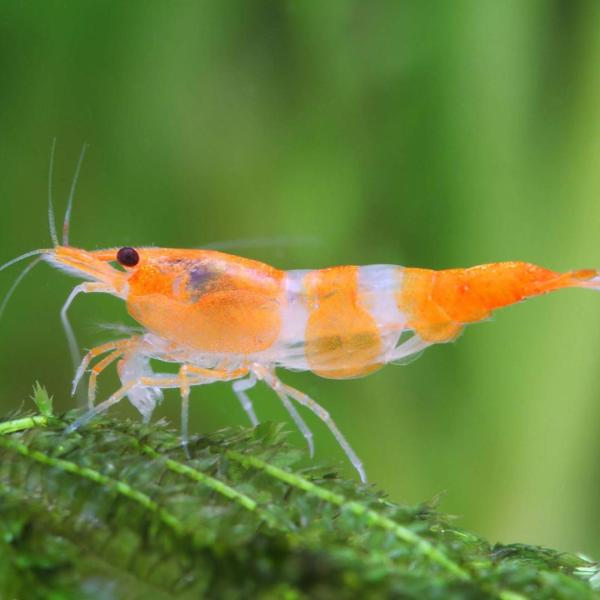 Tôm Rili cam - Orange Rili Shrimp