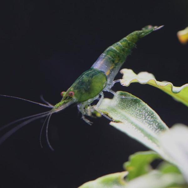 Tép Rili xanh lá - Green Rili Shrimp