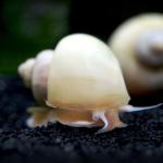 Ốc Mystery trắng ngà - Ivory White Mystery Snails