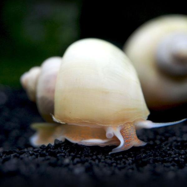 Ốc Mystery trắng ngà - Ivory White Mystery Snails