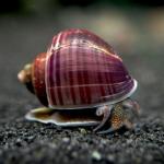 Ốc Mystery tím - Purple Mystery Snails