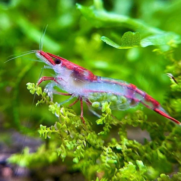 Tép Rili đỏ - Red Rili Shrimp