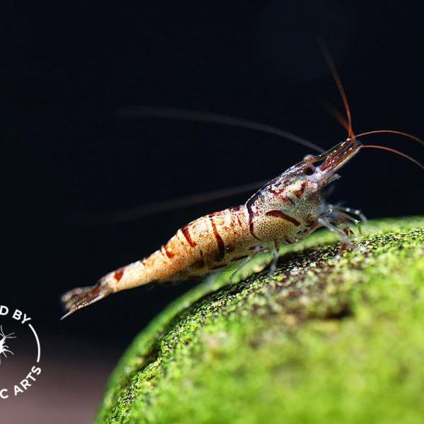 Tép Sula Snow Zebra - Snow Zebra Sulawesi Shrimp (Caridina)
