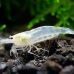 Tép Amano Snow - Snow Amano Shrimp (Caridina)