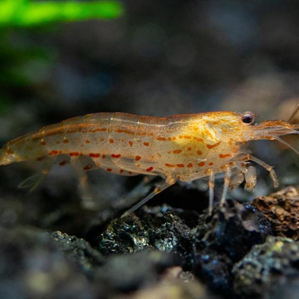 Tép Amano cam - Sun Orange Amano Shrimp (Caridina)