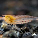 Tép Amano cam - Sun Orange Amano Shrimp (Caridina)