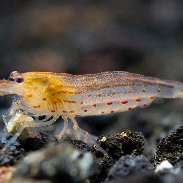 Tép Amano cam - Sun Orange Amano Shrimp (Caridina)