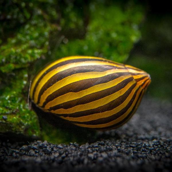 Ốc Nerite vằn - Zebra Nerite Snail